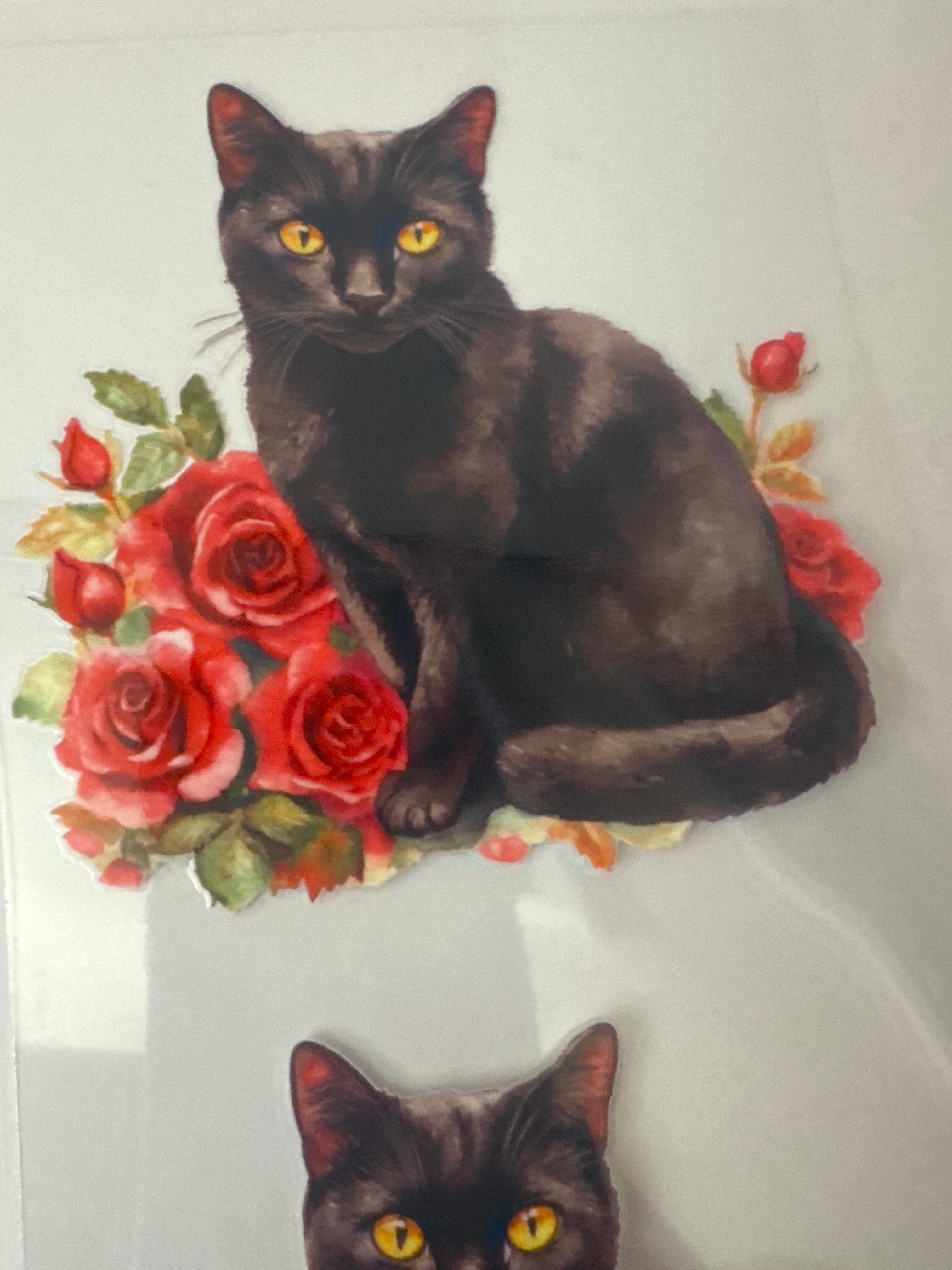 Black cat