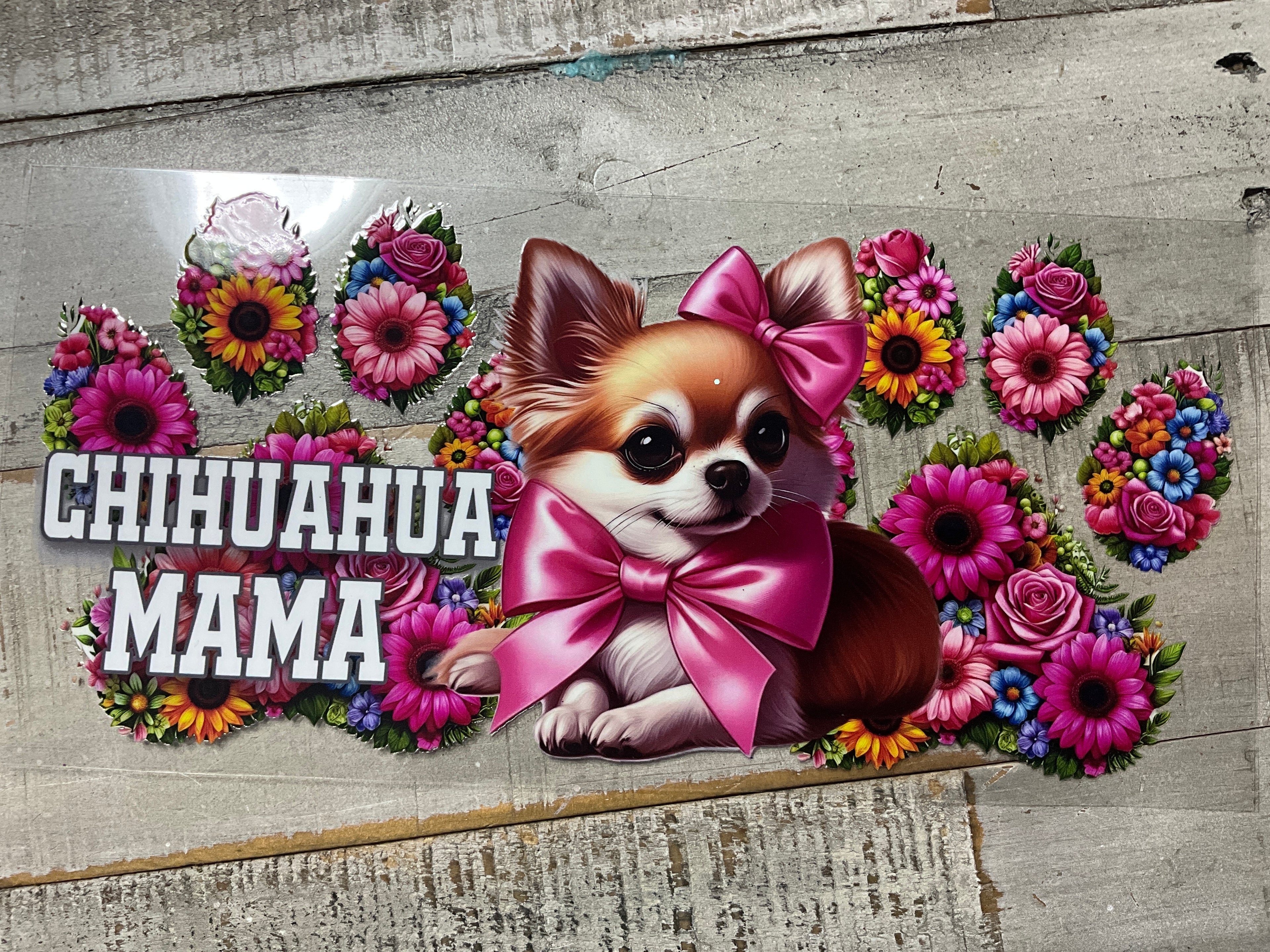 Chihuahua mama