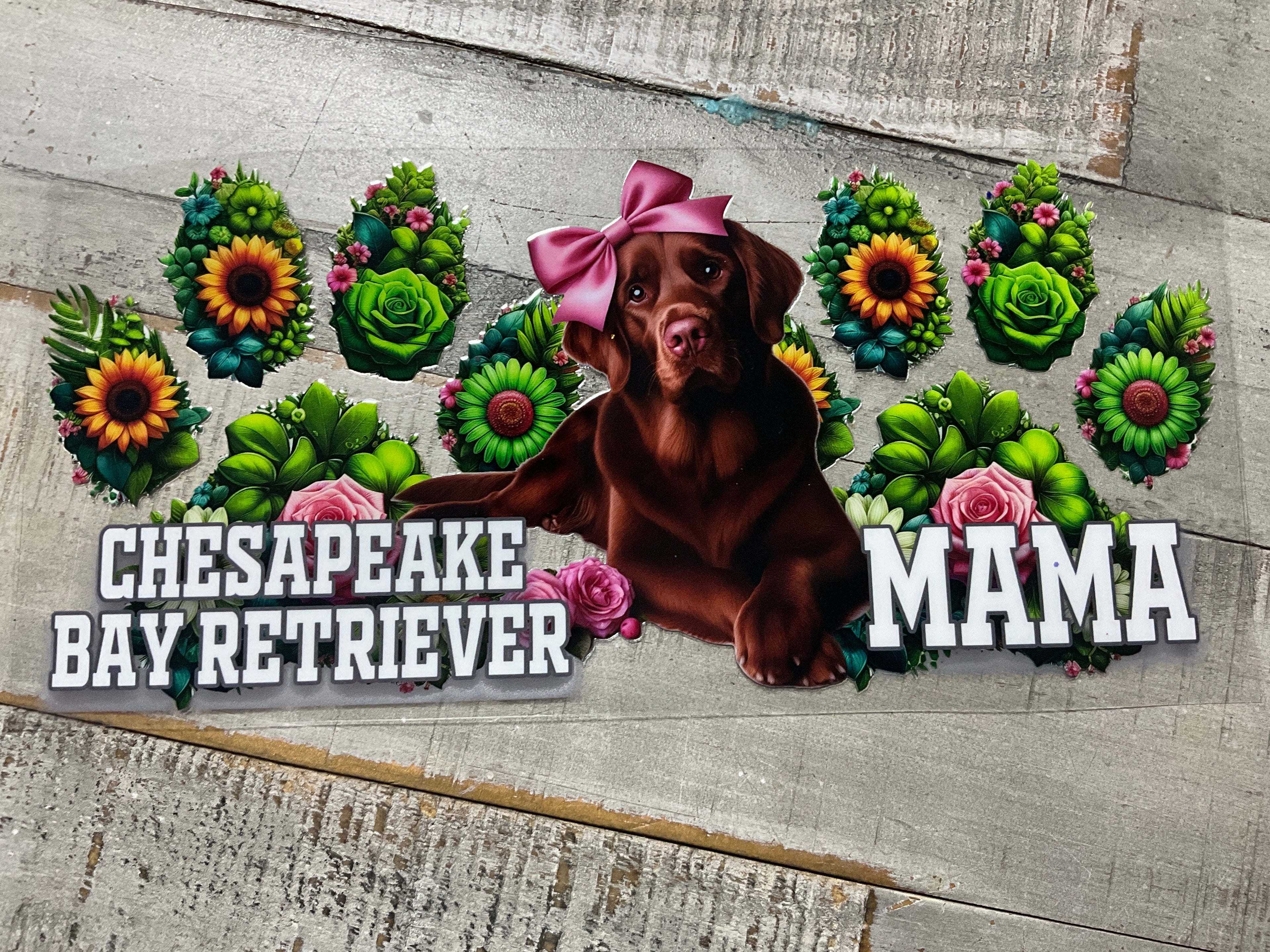 Chesapeake bay retriever mama