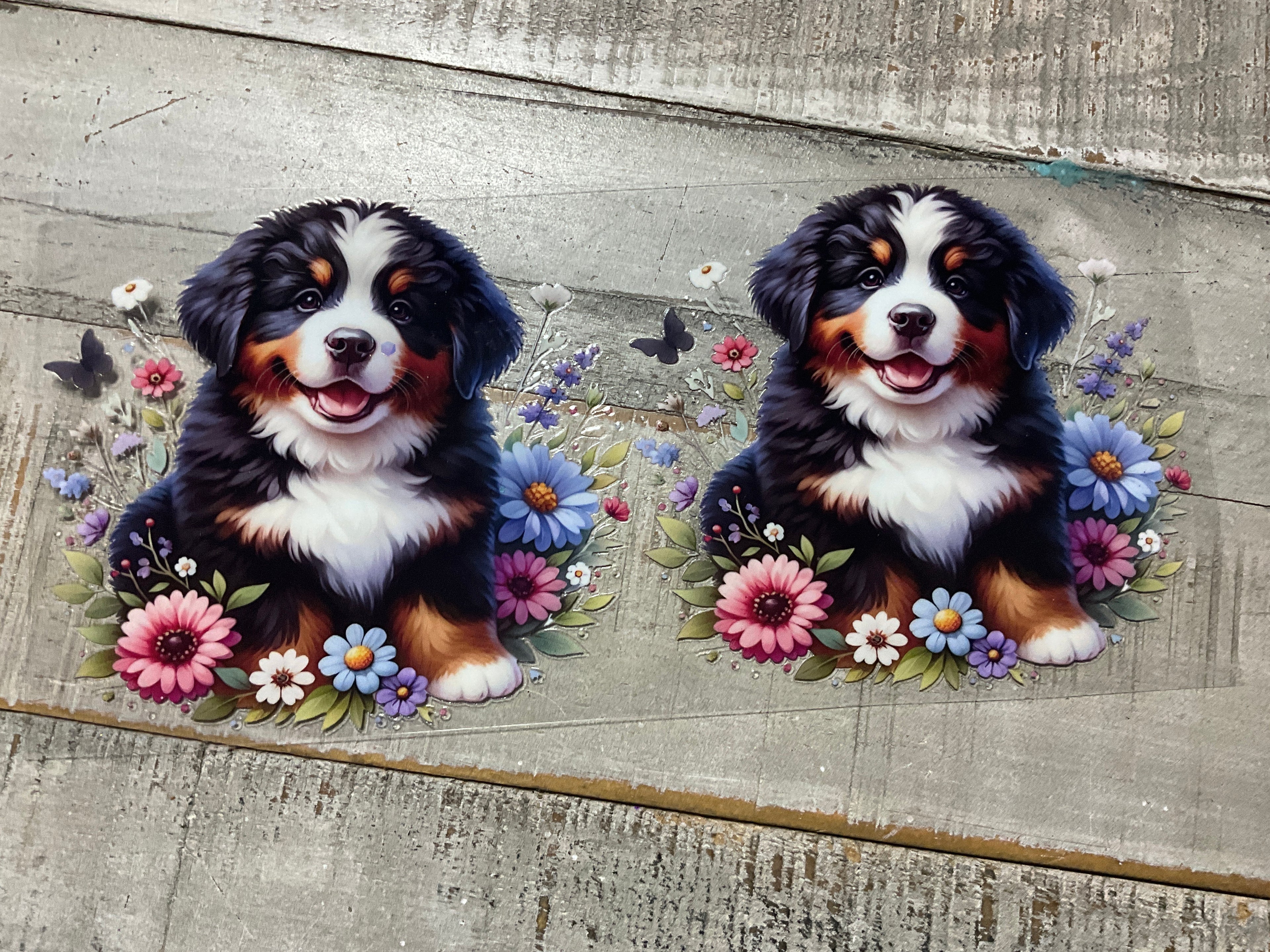 Bernese mountain dog