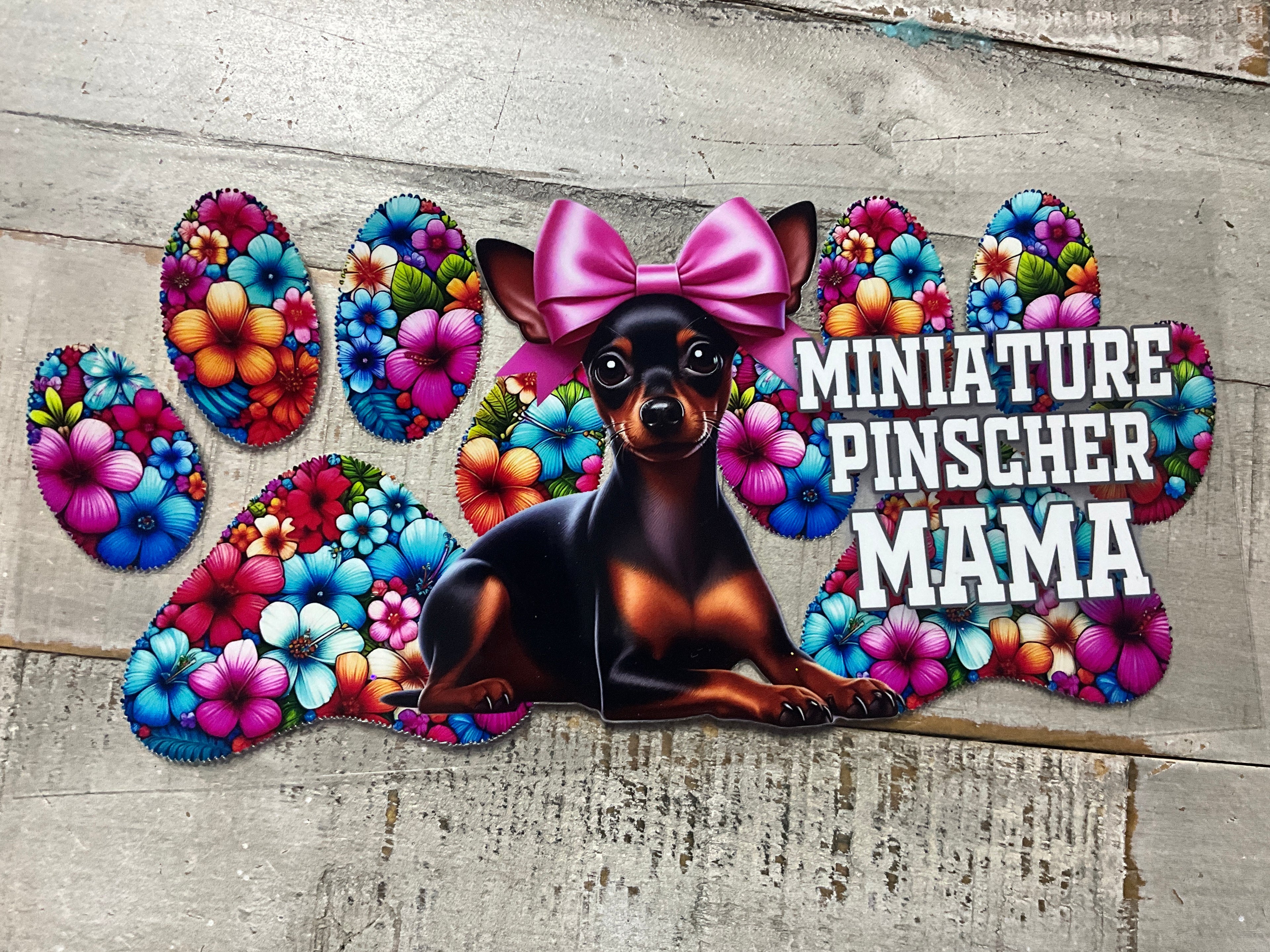 Mini pinscher mama